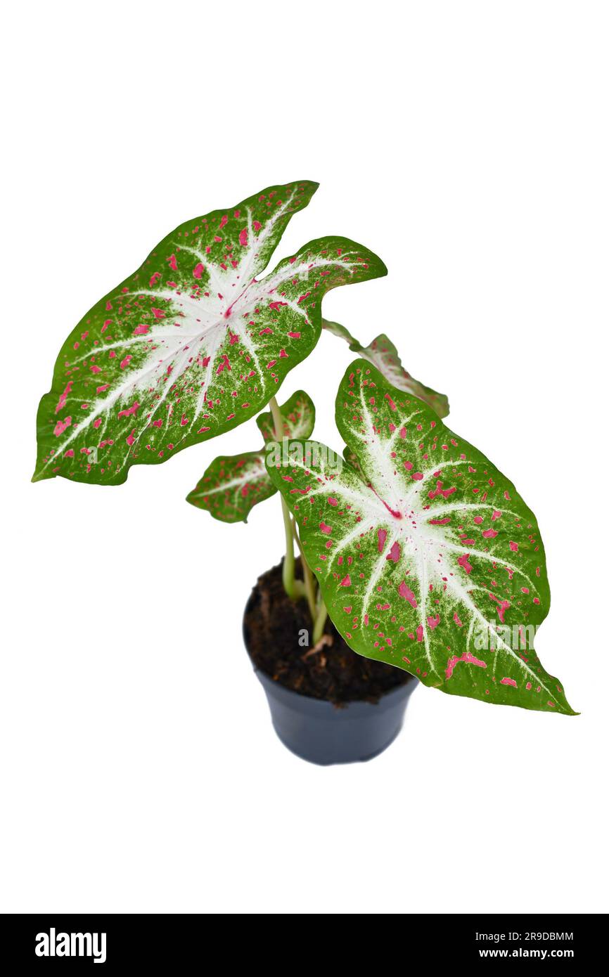 Exotic Caladium Hearts Desire houseplant with bright red leaves in pot