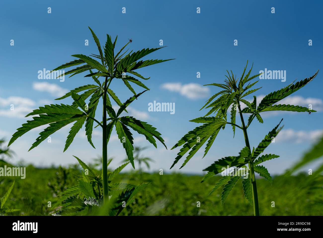 beautiful hemp leaf on a marijuana field under the blue sky with sun and clouds for legalization of medical cannabis products cbd thc illegal drug leg Stock Photo