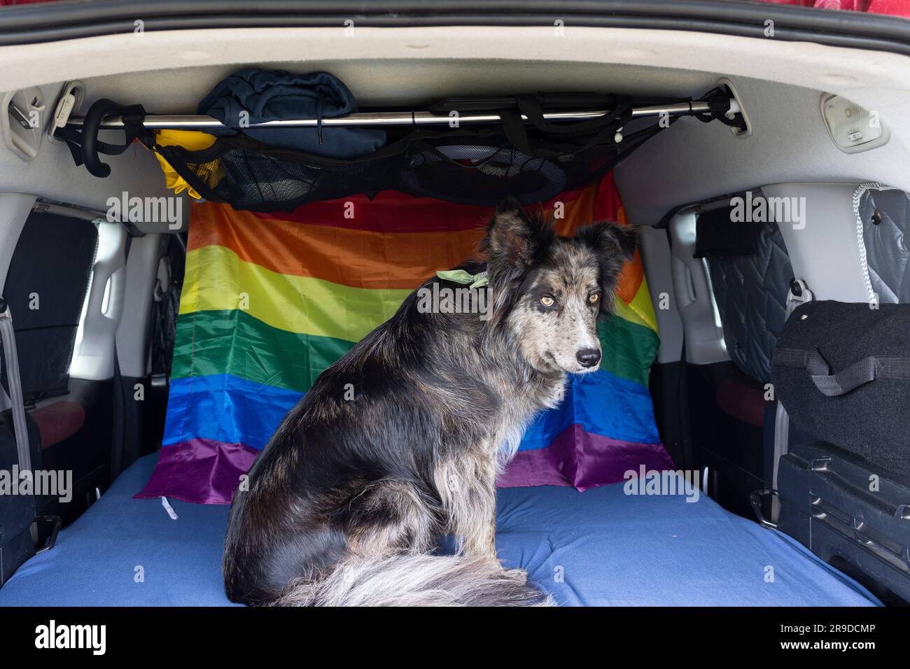A border collie dog sitting inside the bed of a mini campervan. Travel time with dog. Stock Photo