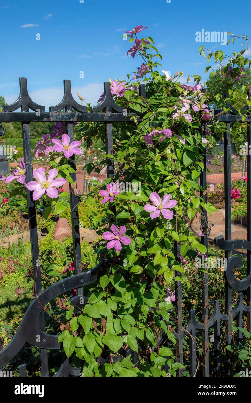 Clematis plant with purple blooming blossoms climbing on a wrought iron fence at Clemens Gardens in St. Cloud, Minnesota USA. Stock Photo