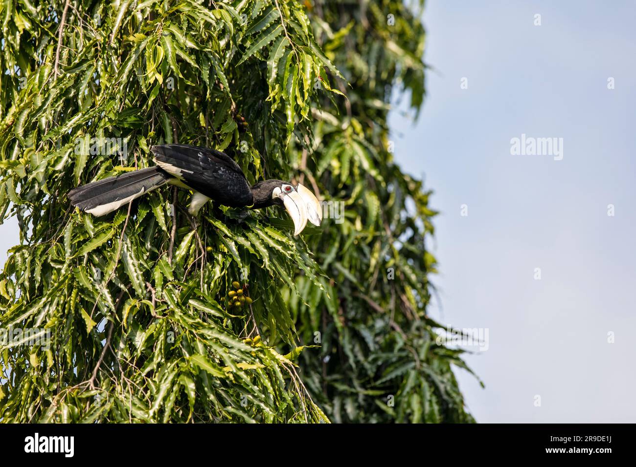 Adult male oriental pied hornbill foraging for fruit in a park tree, Singapore Stock Photo