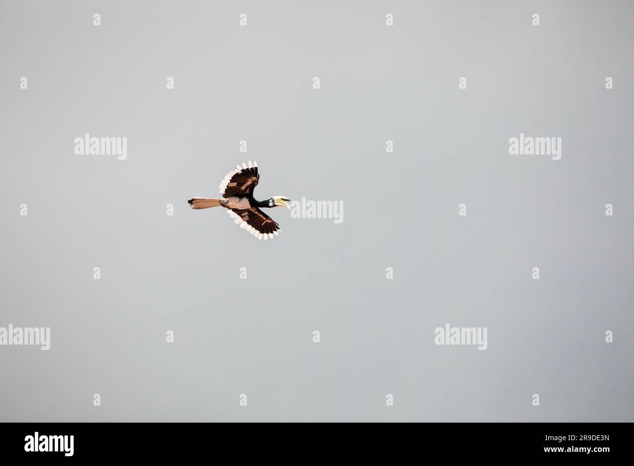 Adult male oriental pied hornbill in flight above a private housing estate, Singapore Stock Photo