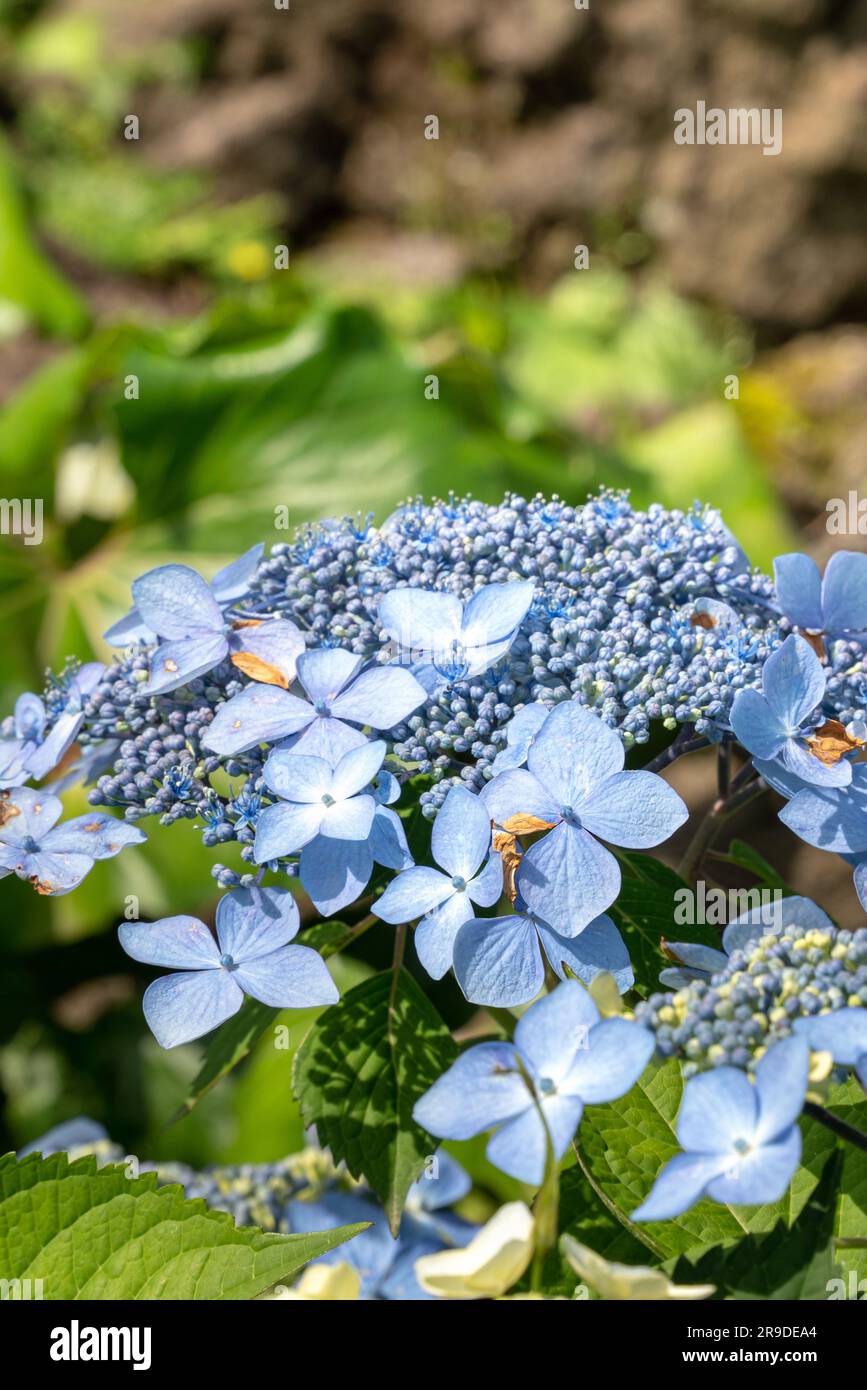 Beautiful pastel blue and purple hydrangea flower plant in a natural garden in sunny day. Stock Photo