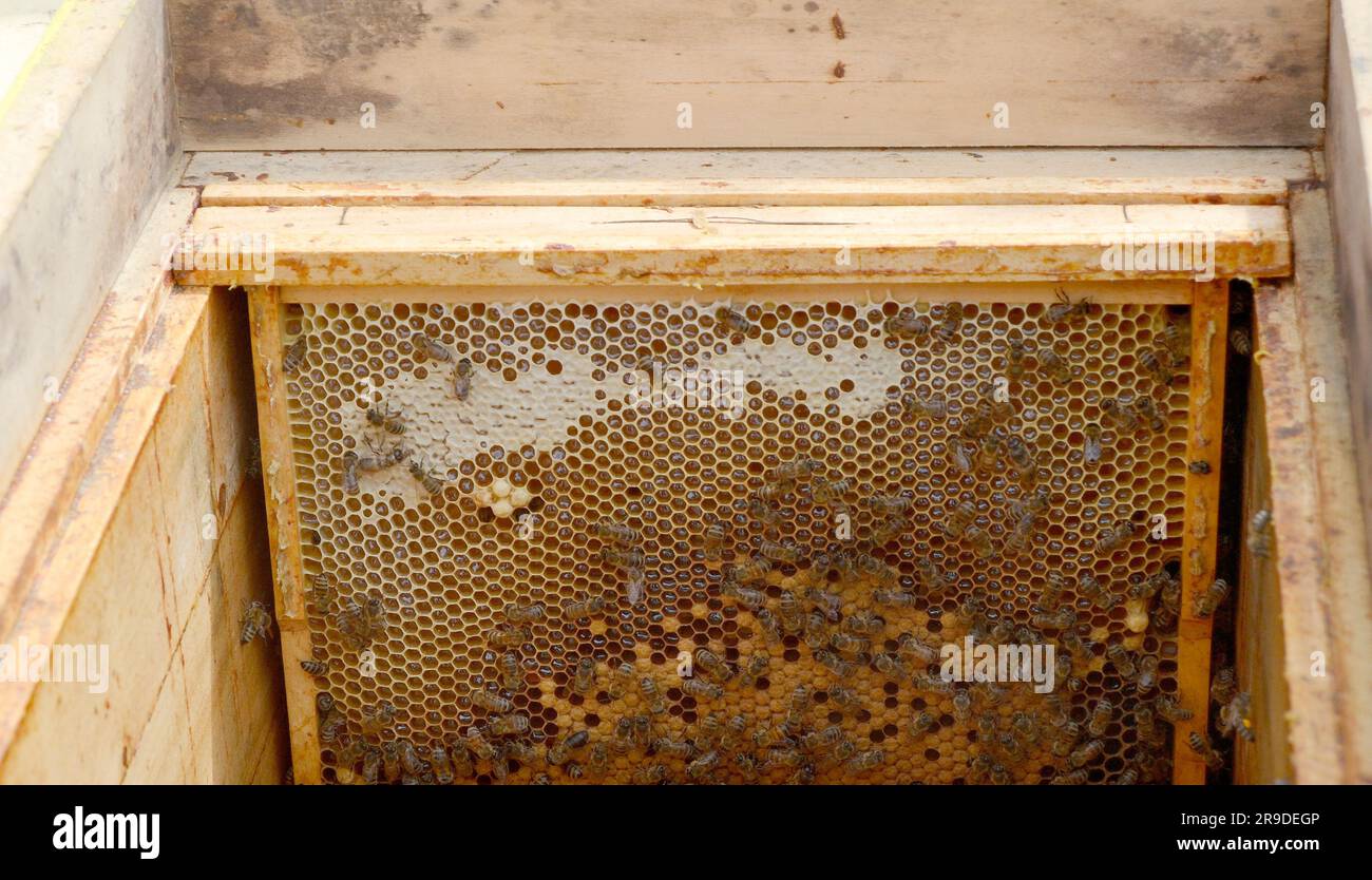 Flies swarm house hi-res stock photography and images - Alamy