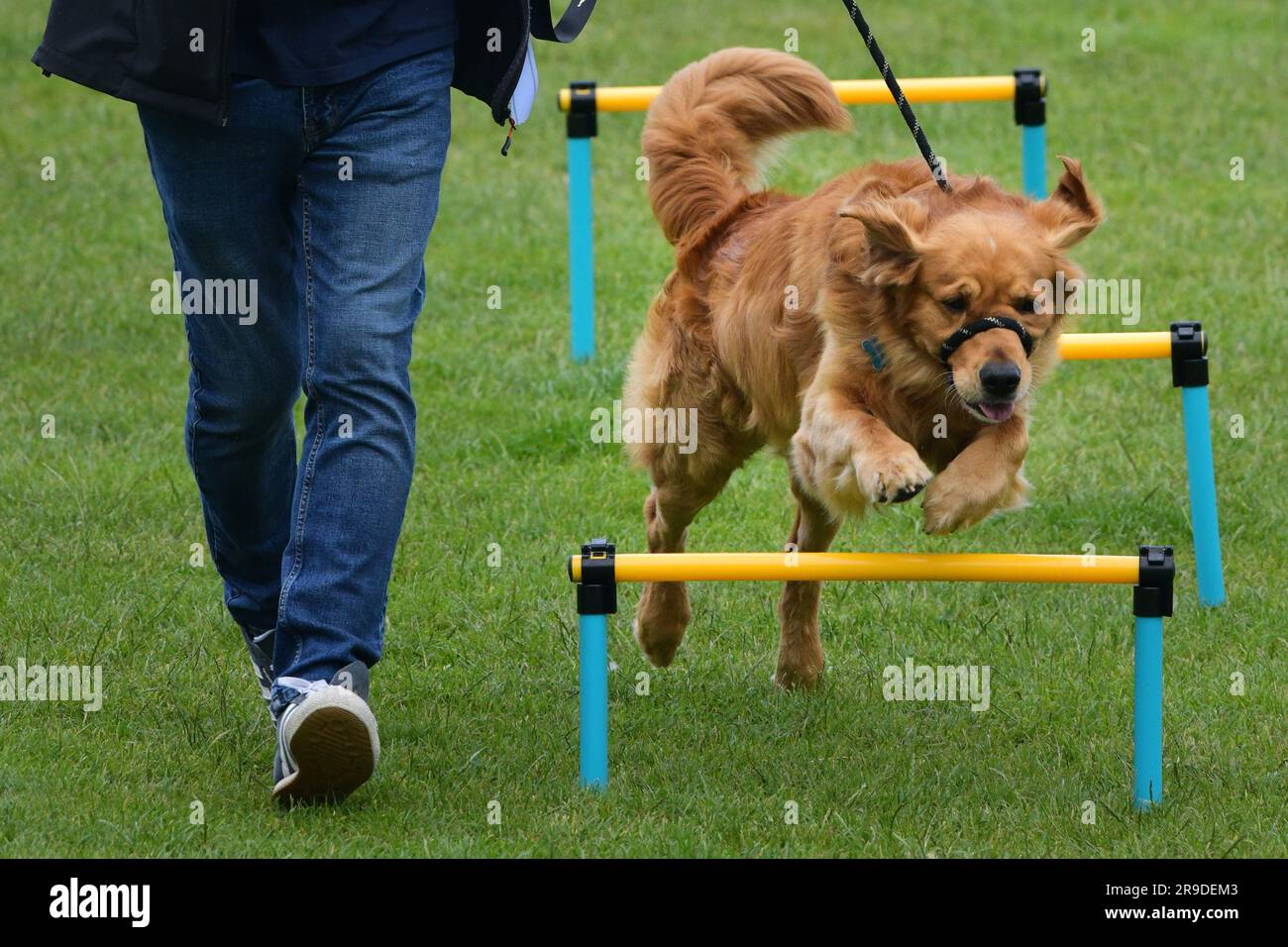 holyrood dog of the year 2023