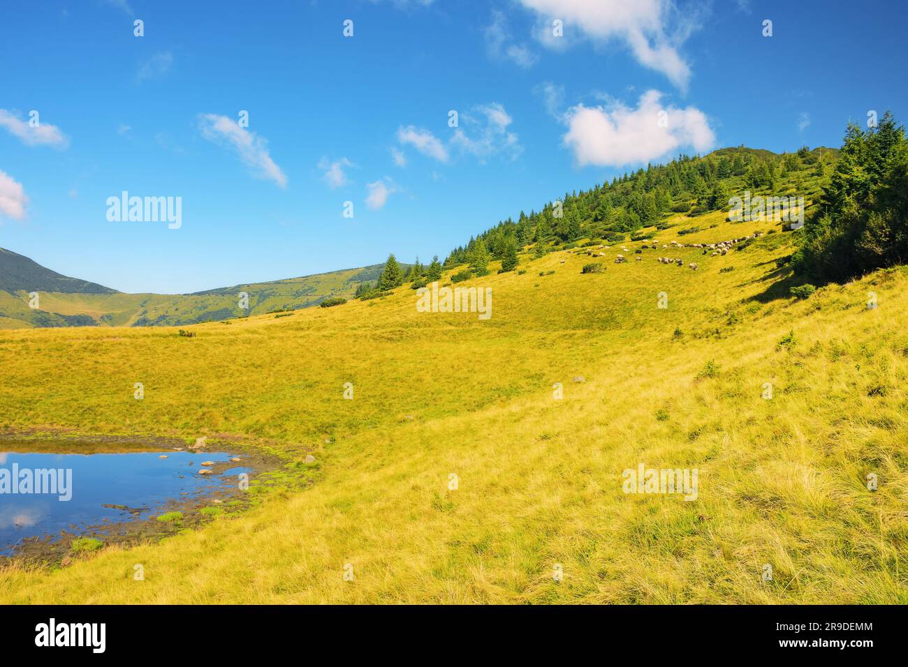 carpathian mountain landscape in summer. grassy meadows and distant ridge. clouds reflecting in the pond Stock Photo
