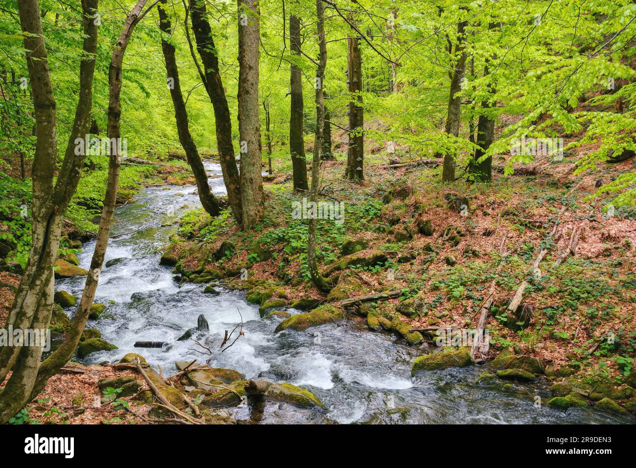 river in the forest among boulders. outdoor nature scenery in spring ...