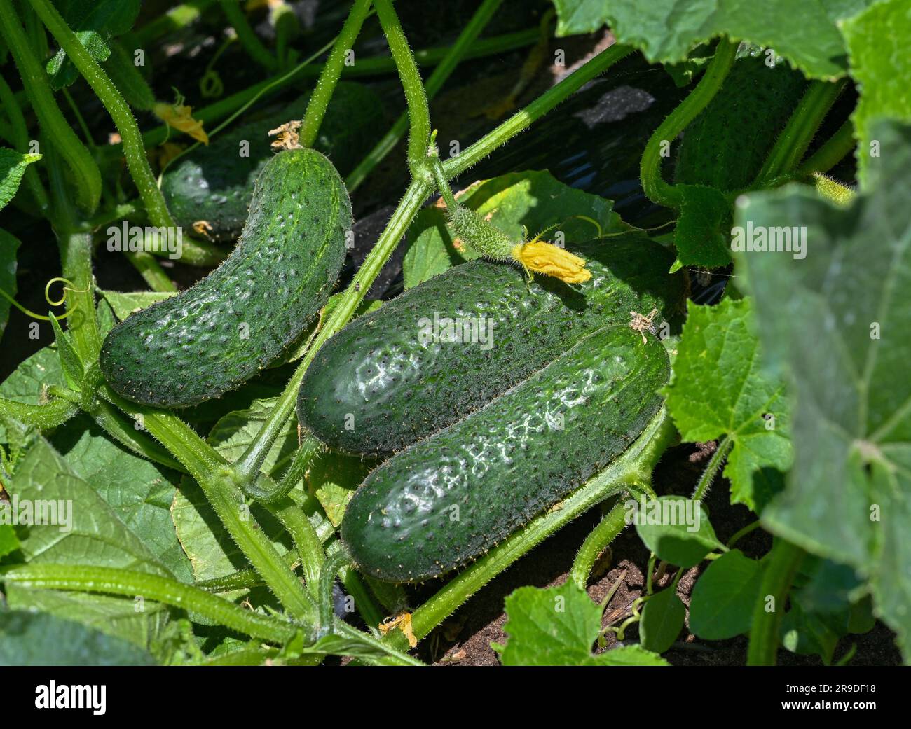 26 June 2023, Brandenburg, Germany. Ripe pickling cucumbers are seen on