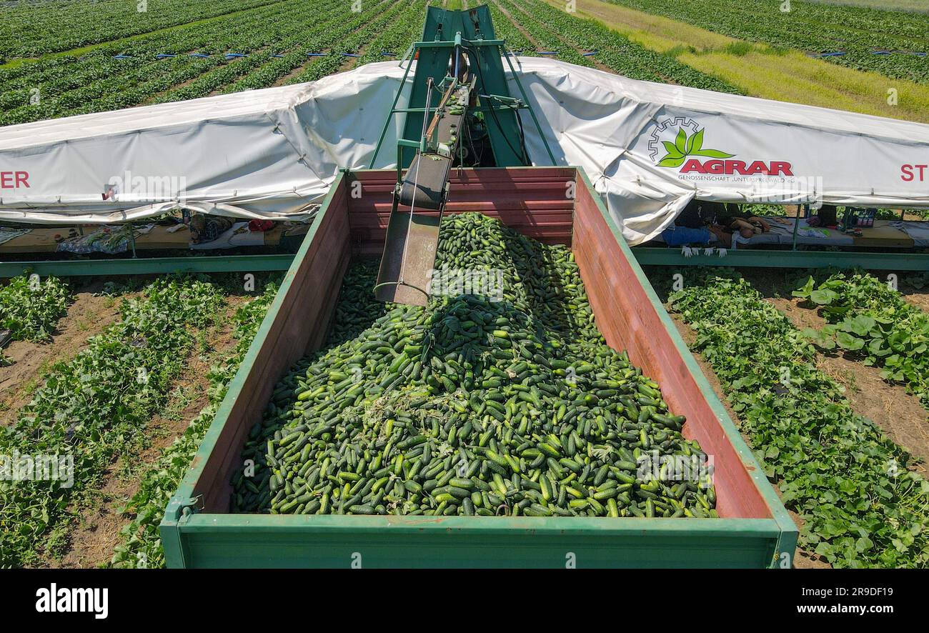 26 June 2023, Brandenburg, Germany. A socalled cucumber plane, on