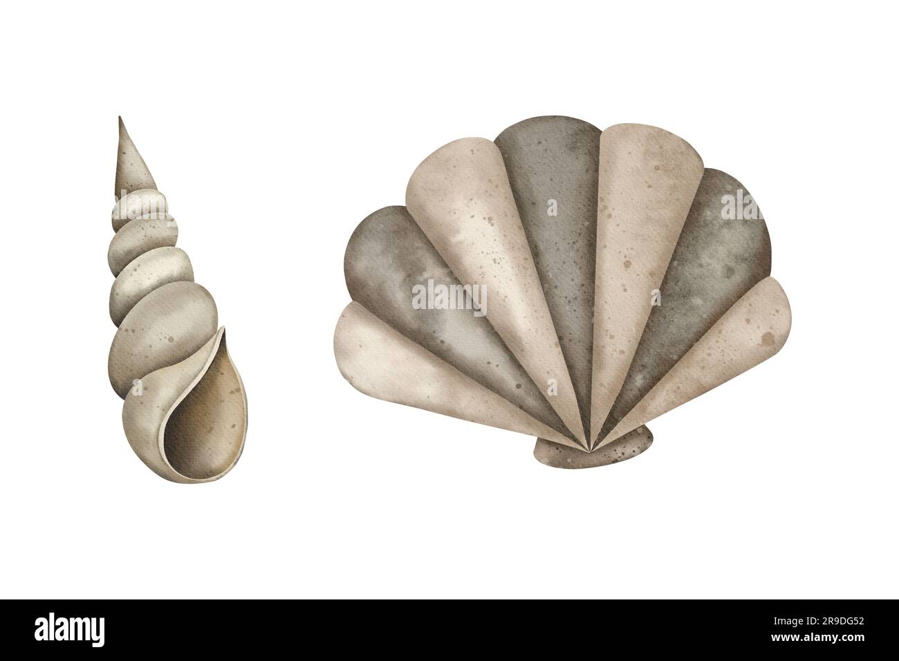 Watercolor set of Seashell. Pearl oyster and spiral shell. Marine underwater elements design. Drawing of conch, shell and cockleshell. Hand drawn Stock Photo