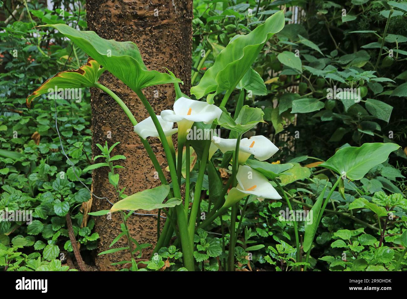 Bunch of white Calla lilies blossoming in the Garden of Amazonas Region, Northern Peru, South America Stock Photo