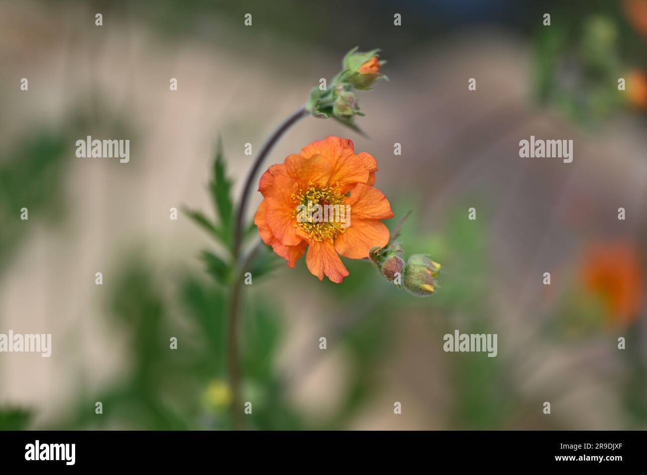 Malvern Showground, Worcestershire, UK. 10th May 2023. Geum coccineum ‘Totally Tangerine’ orange flower Stock Photo