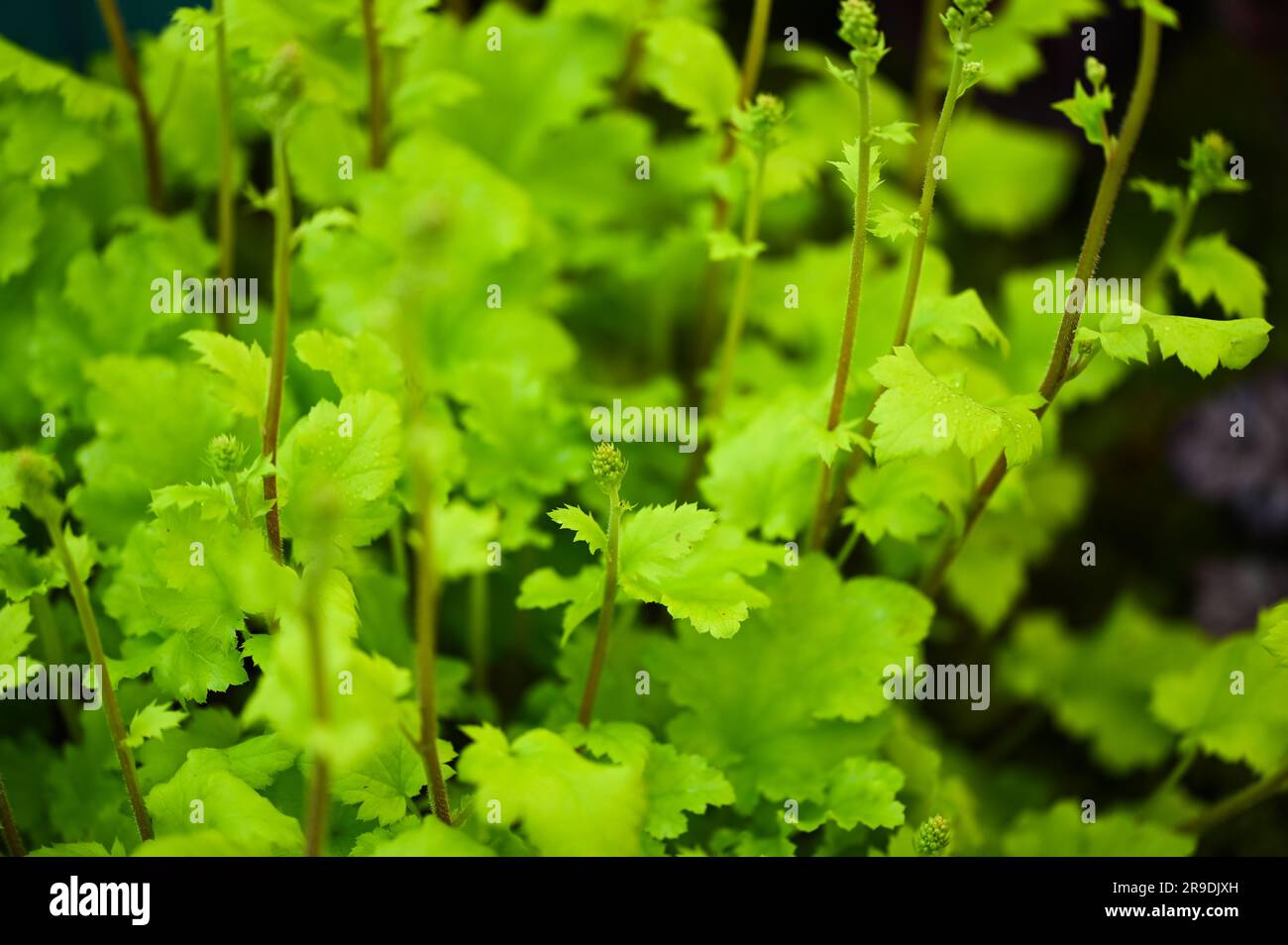 Malvern Showground, Worcestershire, UK. 10th May 2023. Heuchera lime marmalade. green. foliage, plant Stock Photo