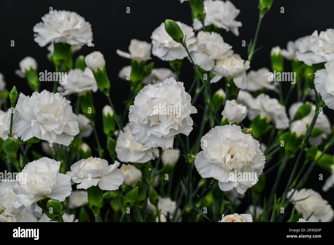 Malvern Showground, Worcestershire, UK. 10th May 2023. Dianthus caryophyllus ice White flower Stock Photo