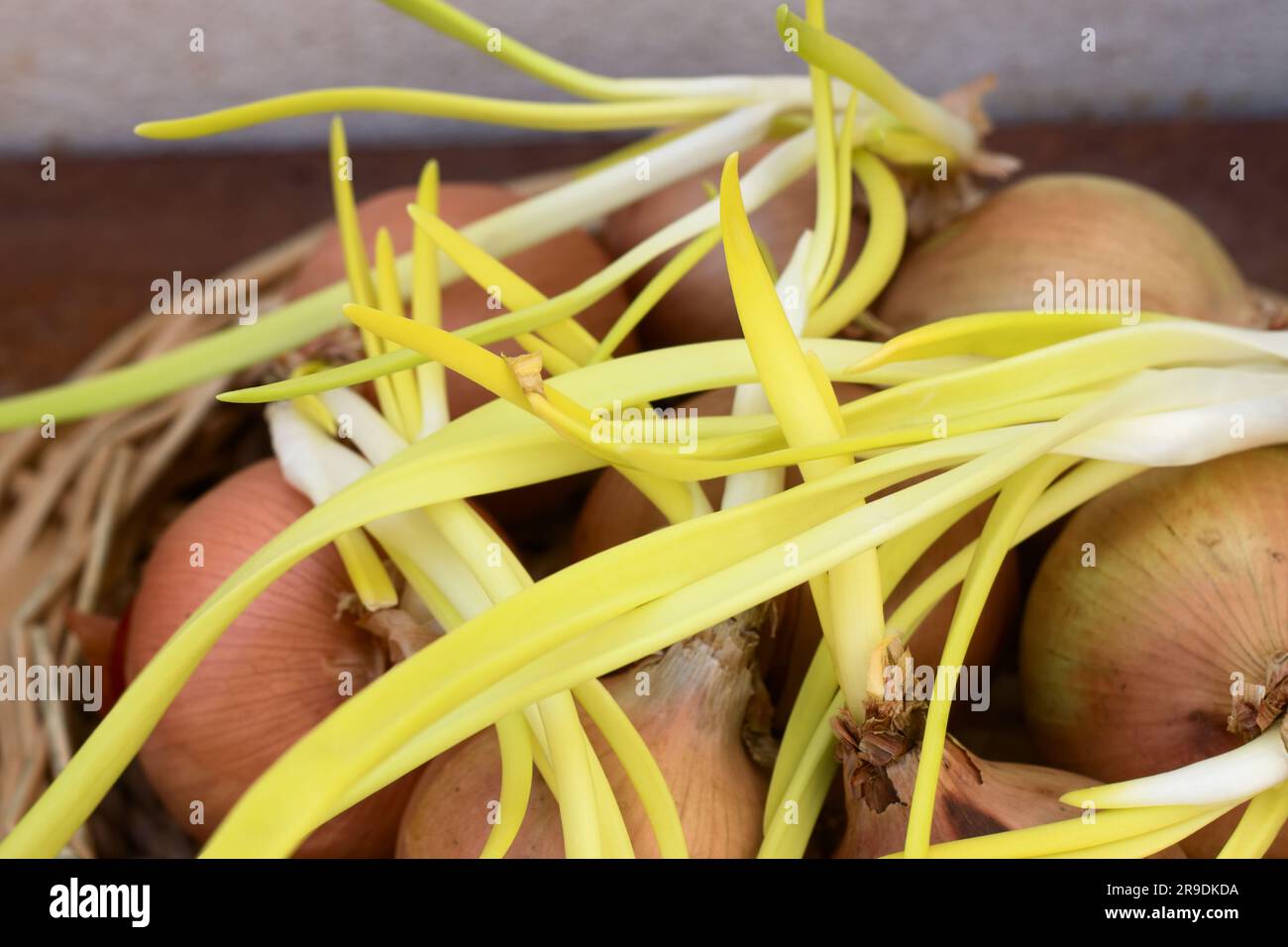 Image of the long yellow shoots of some old onions that are totally useless for cooking Stock Photo