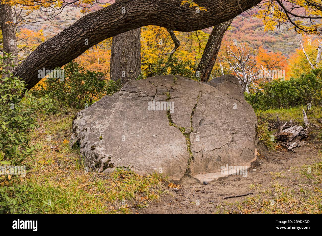 A prominent rock under an autumn colored tree on a path in Torres del Paine National Park near Grey Glacier, Chile, Patagonia, South America Stock Photo