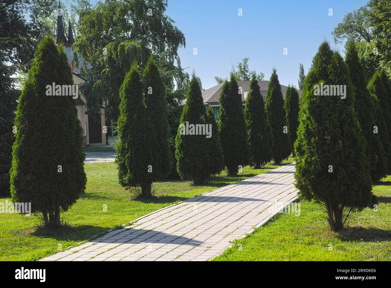 Thuja trees growing along the side of a tiled path in the park. Stock Photo