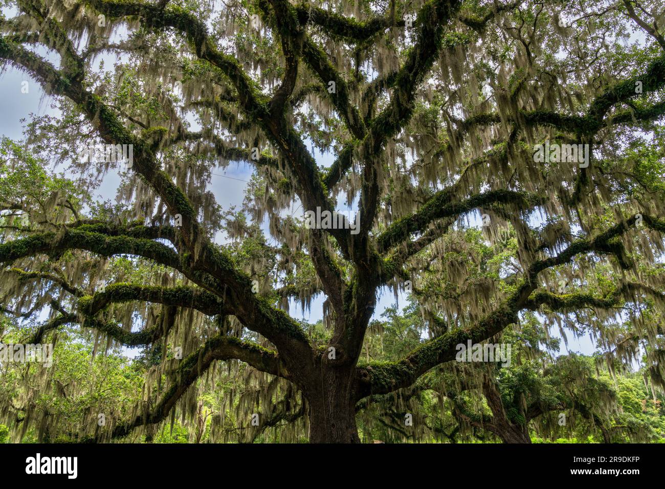 A close-up view of a live oak tree with Spanish moss in lush summer ...