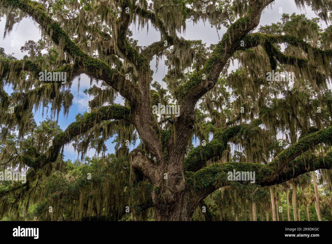 A closeup view of a live oak tree with Spanish moss in lush summer