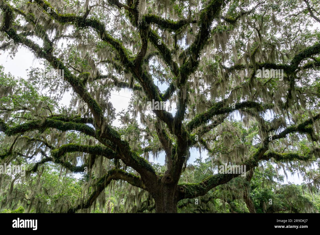 A close-up view of a live oak tree with Spanish moss in lush summer ...