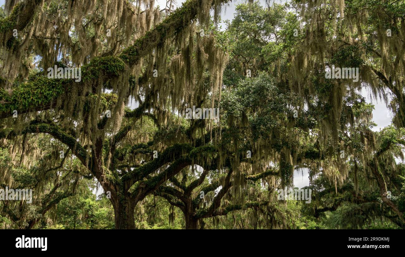 A panorama landscape view of live oak trees with Spanish moss on the ...