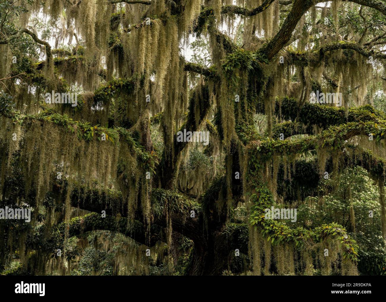 A closeup view of a live oak tree with Spanish moss in lush summer