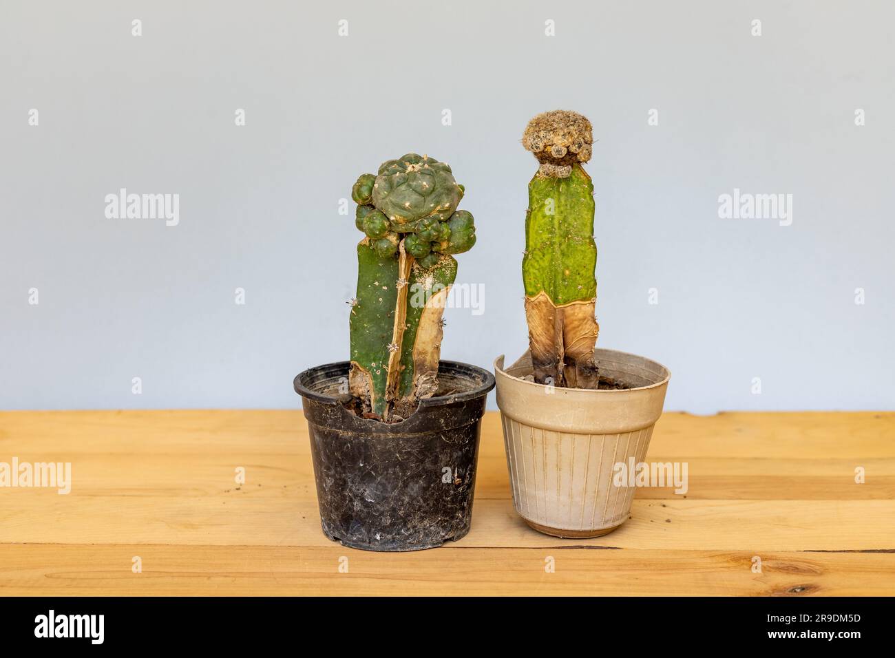 The dried cactus is dug up and thrown out of the pot. Care and cultivation of indoor plants. Stock Photo
