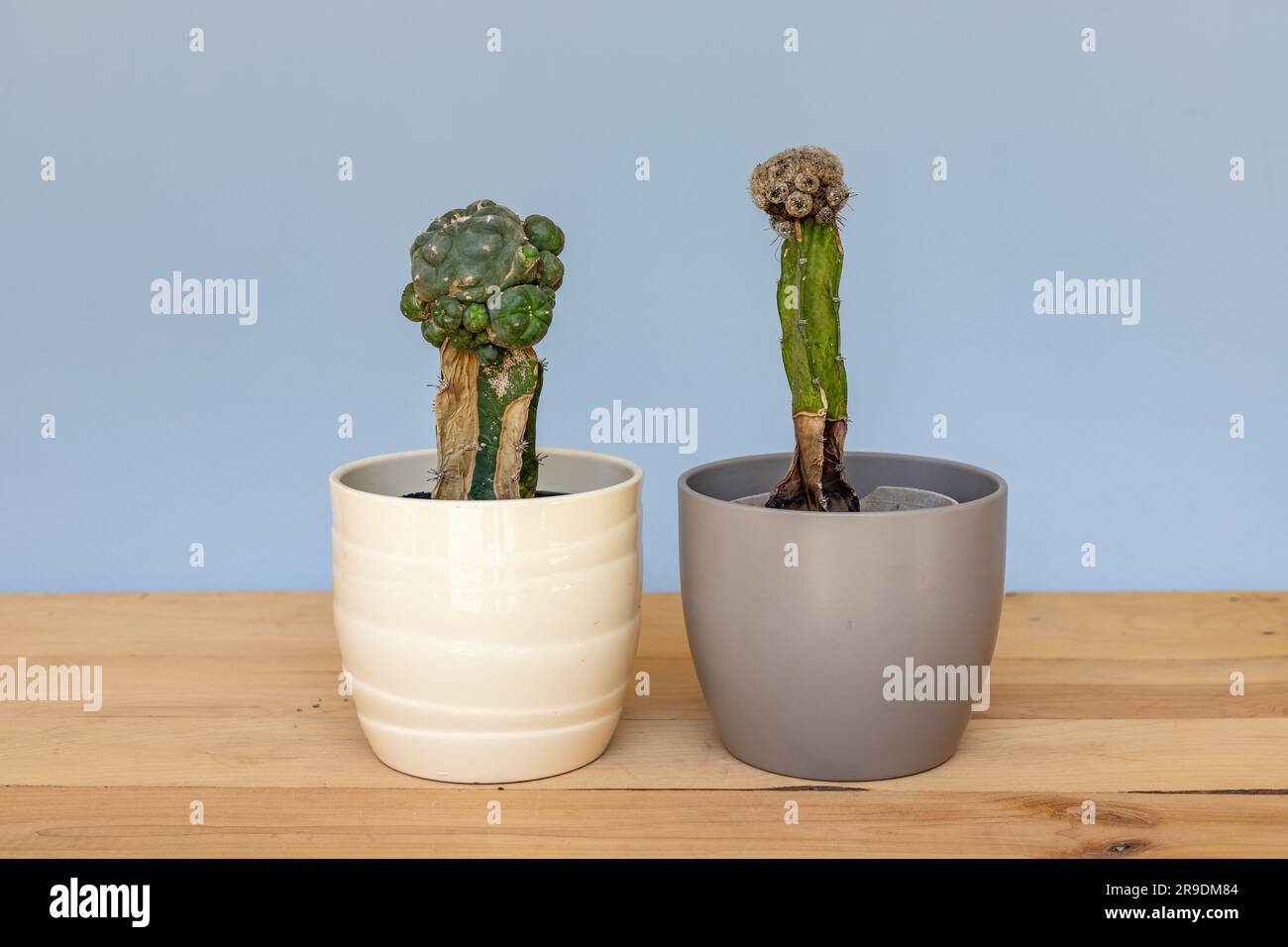 Dry cactus in ceramic pots closeup. Abandoned plants concept. Stock Photo