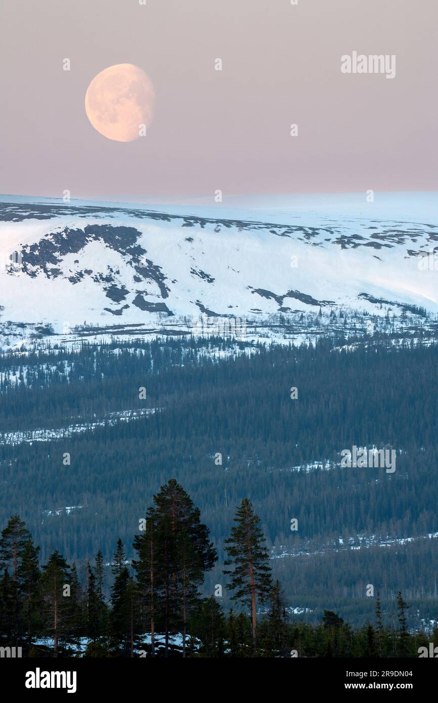 Moonset in early May over the snowy Fulufjaellet National Park, Dalarna, Sweden Stock Photo