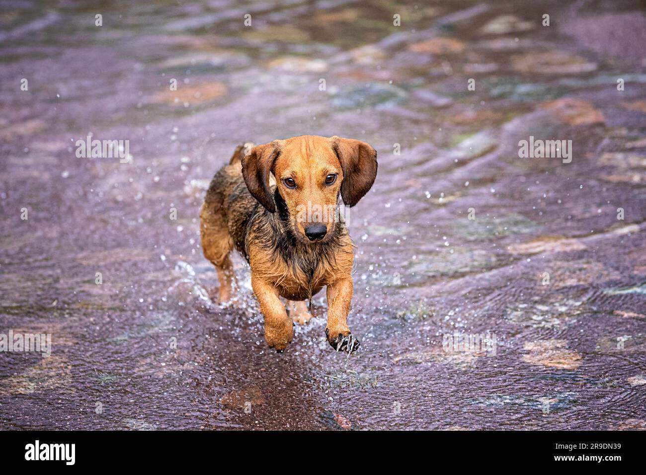 Wire-haired Dachshund. Adult dog running in a large puddle. Germany Stock Photo