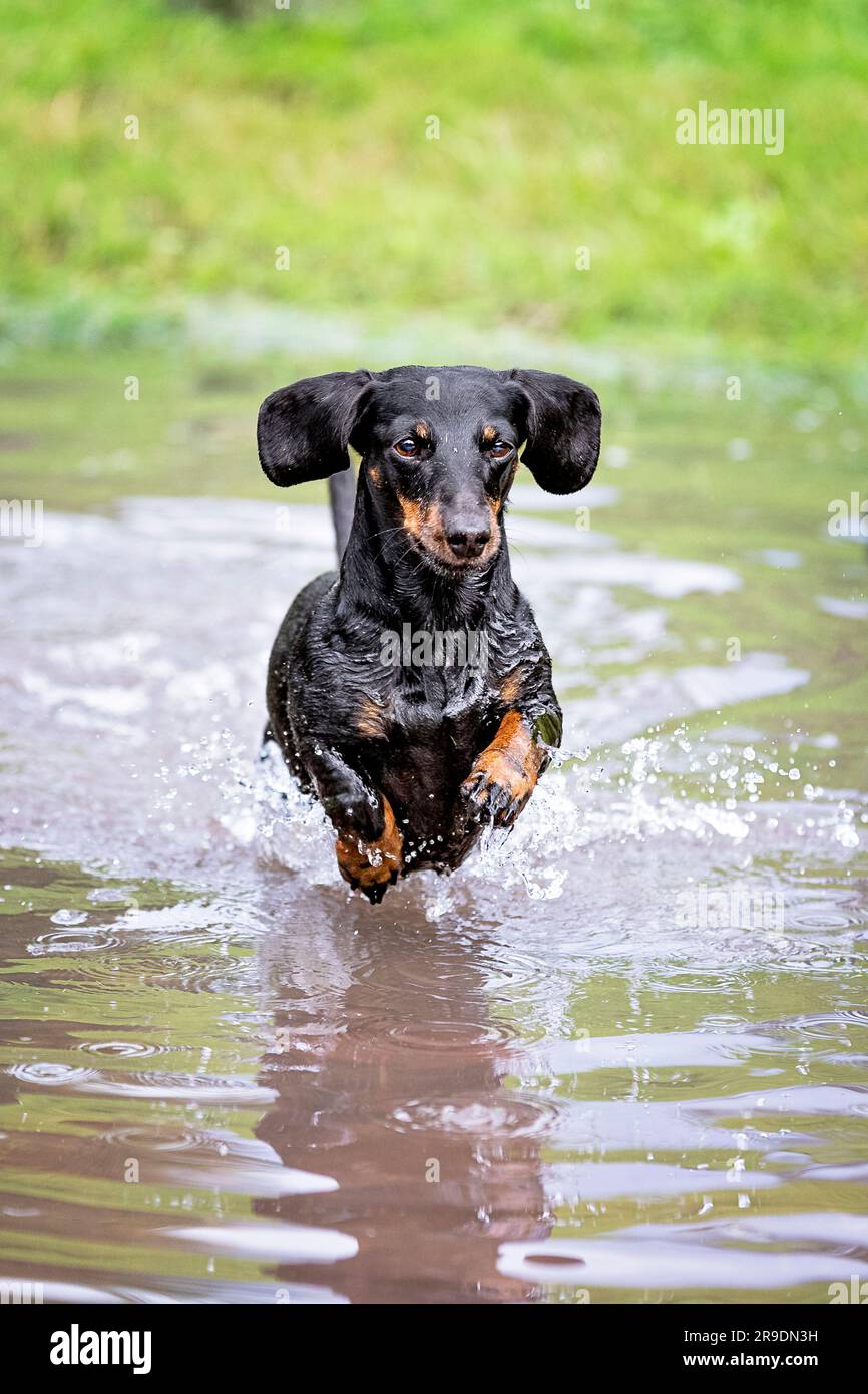 Smooth Dachshund. Adult dog running in a large puddle. Germany Stock Photo