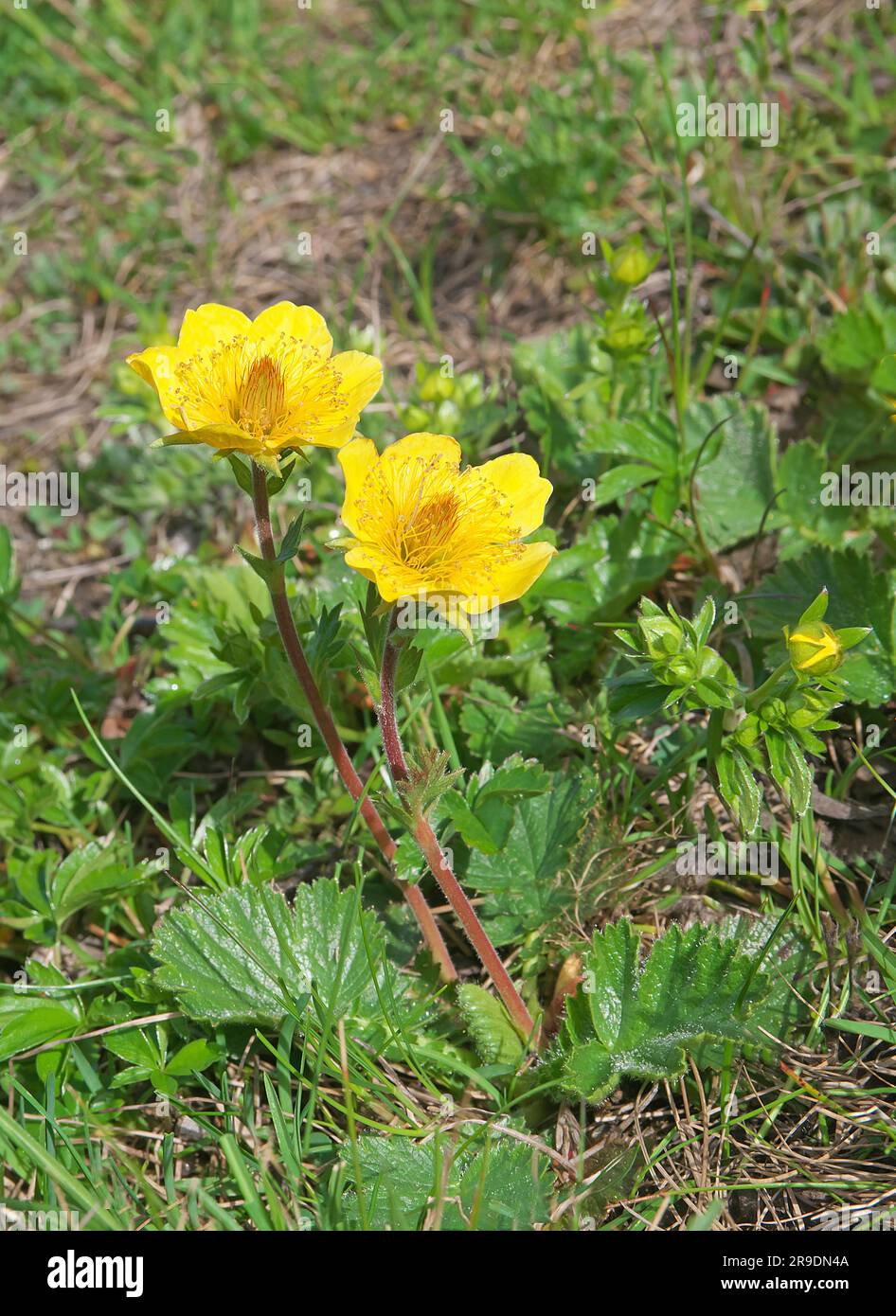 Creeping Avens (Geum reptans),. Flowering plant. Tyrol, Austria Stock Photo