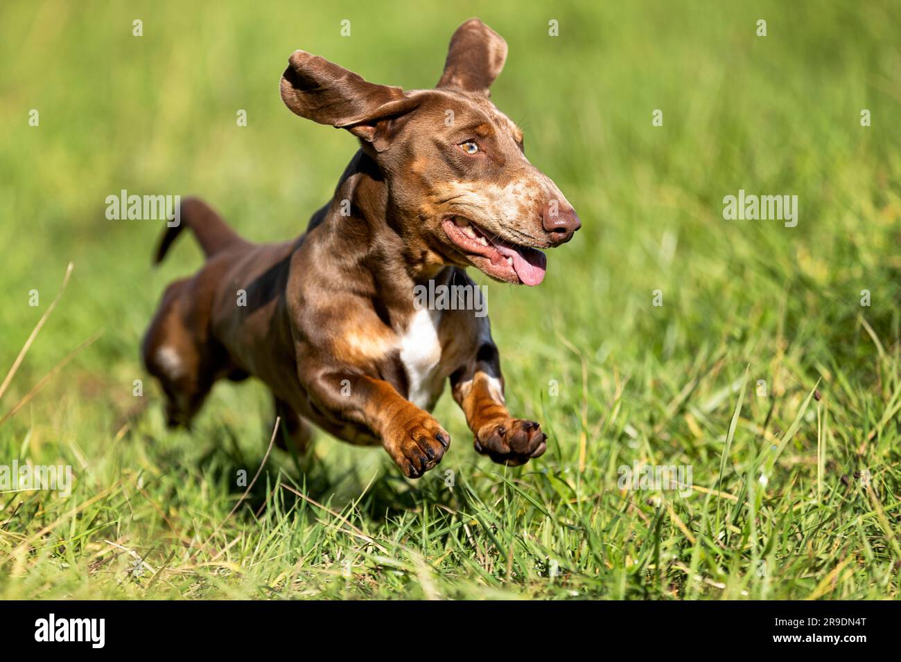 Short-haired brindle Dachshund. Adult male running in a meadow. Germany Stock Photo