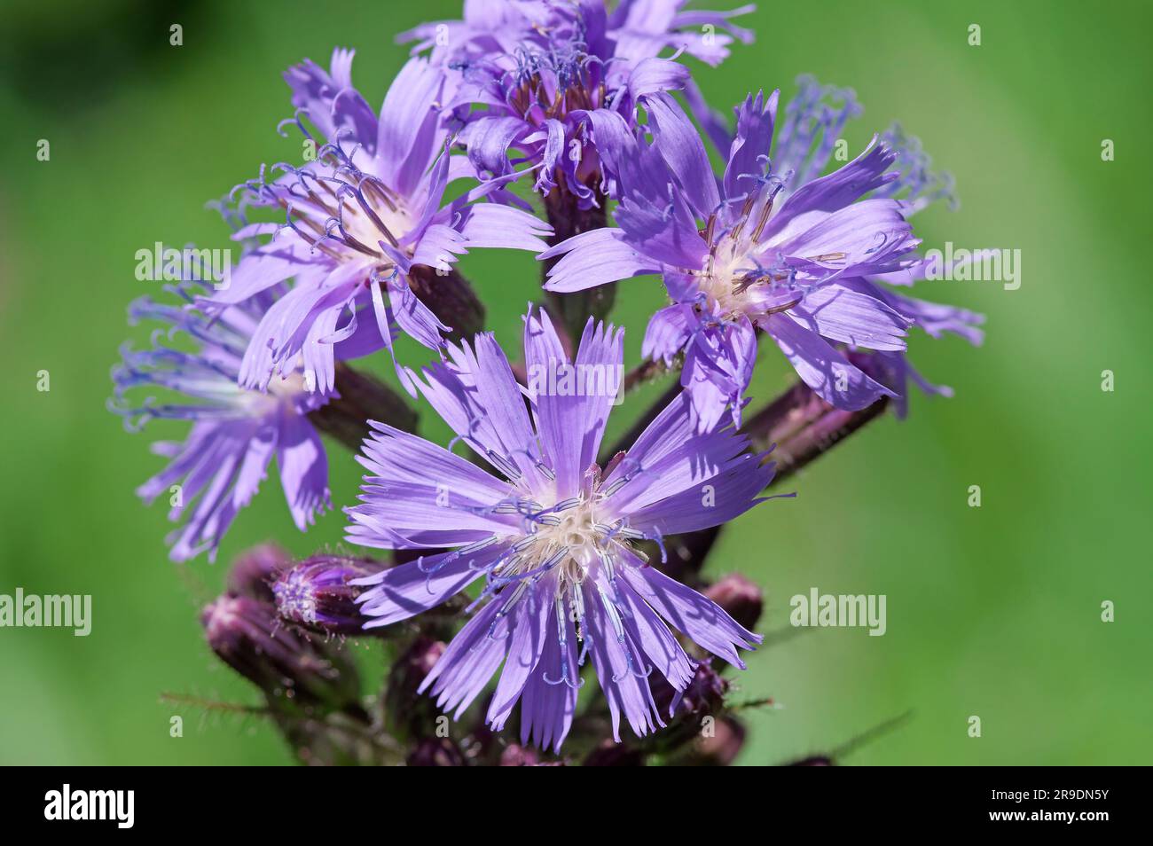 Alpine blue-sow-Thistle, Alpine sow-Thistle (Cicerbita alpina, Lactuca alpina), flowers. Tyrol, Austria Stock Photo