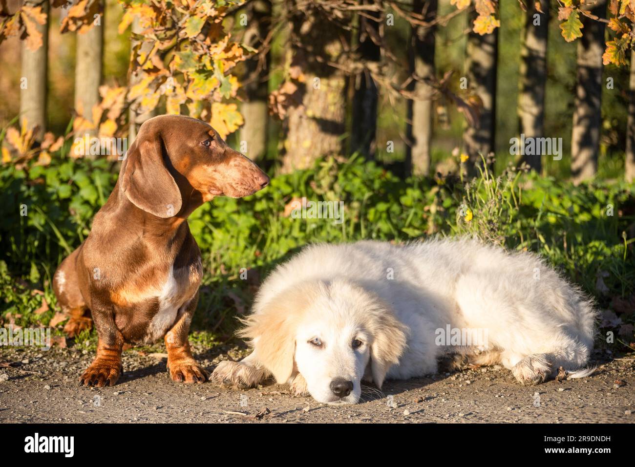 Short-haired brindle Dachshund and Kuvasz puppy in front of a garden fence. Germany Stock Photo