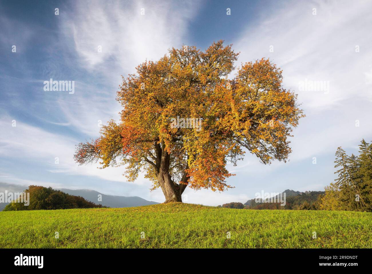 Wild Pear (Pyrus pyraster). Tree in autumn colours. Bavaria, Germany Stock Photo
