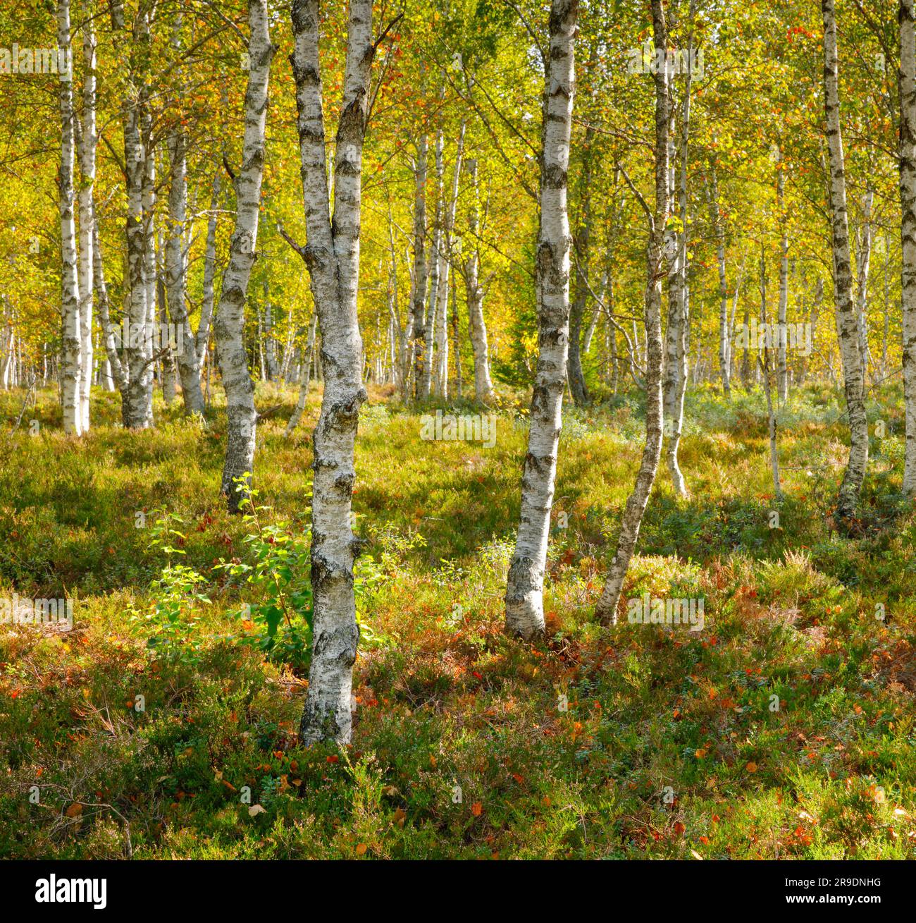 Birch forest with heather and blueberry bushes in early autumn. Near Les Ponts-de-Martel in the canton of Neuchatel, Switzerland Stock Photo