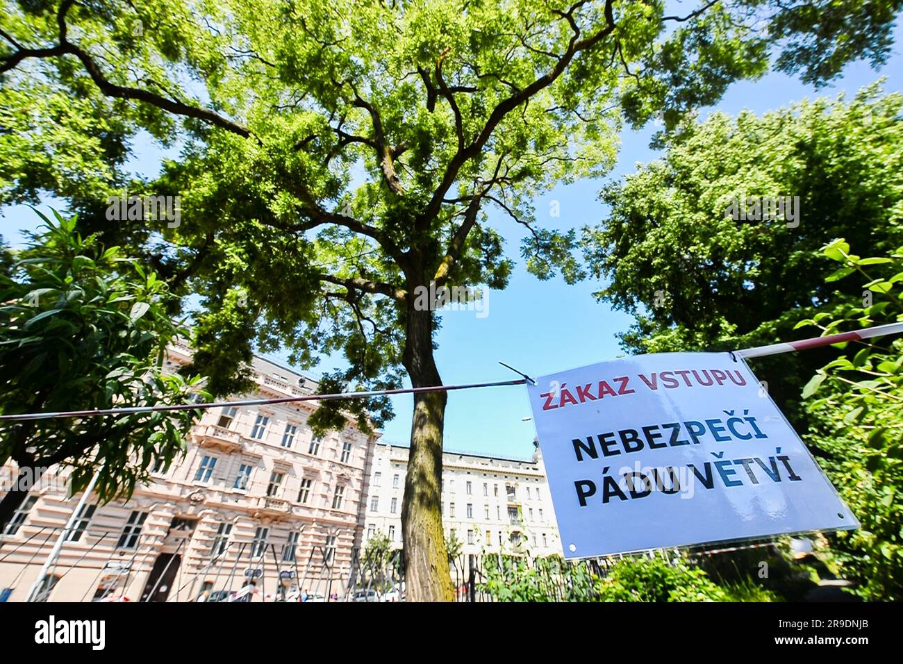 Brno, Czech Republic. 26th June, 2023. Sophora japonica at Botanical Garden of Faculty of Science of Masaryk University Brno, Czech Republic, June 26, 2023. Credit: Patrik Uhlir/CTK Photo/Alamy Live News Stock Photo