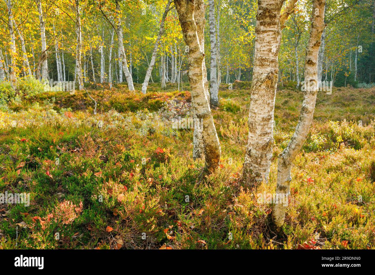 Birch forest with heather and blueberry bushes in early autumn. Near Les Ponts-de-Martel in the canton of Neuchatel, Switzerland Stock Photo