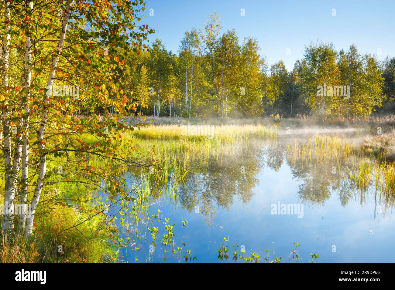 The first rays of sunlight bathe the birch forest and reed in warm light. Mist drift over the water surface reflecting the vegetation of the upland moor near Les Ponts-de-Martel. Canton NeuchÃ¢tel, Switzerland Stock Photo