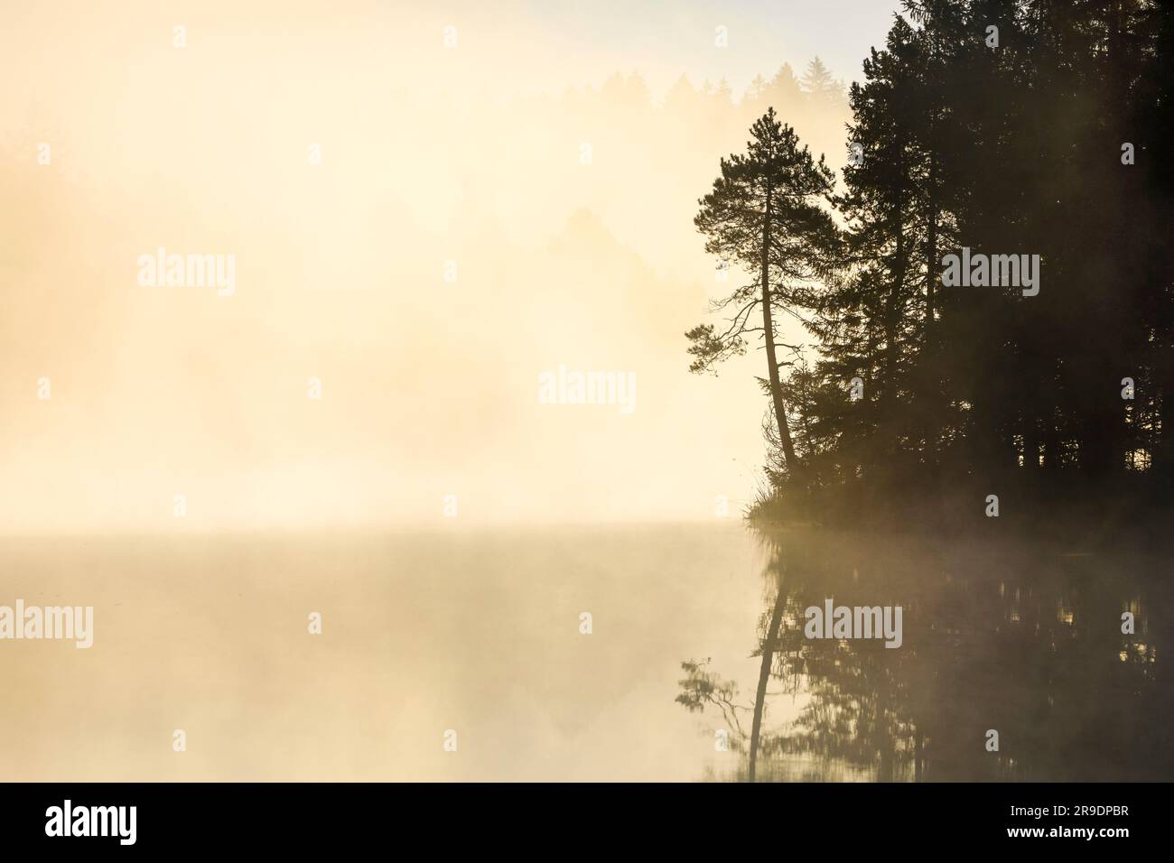 Pine tree and forest silhouetted at sunrise backlit with fog over the moorland lake Etang de la GruÃ¨re in the canton of Jura, Switzerland Stock Photo