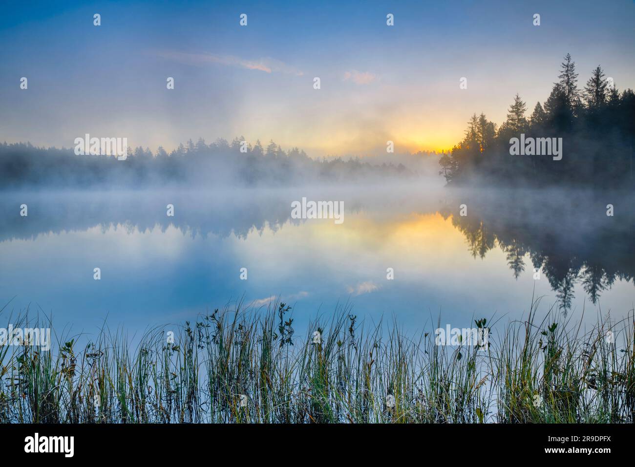 Morning dawn with fog over the calm moorland lake Etang de la Gruere in the canton of Jura, Switzerland Stock Photo