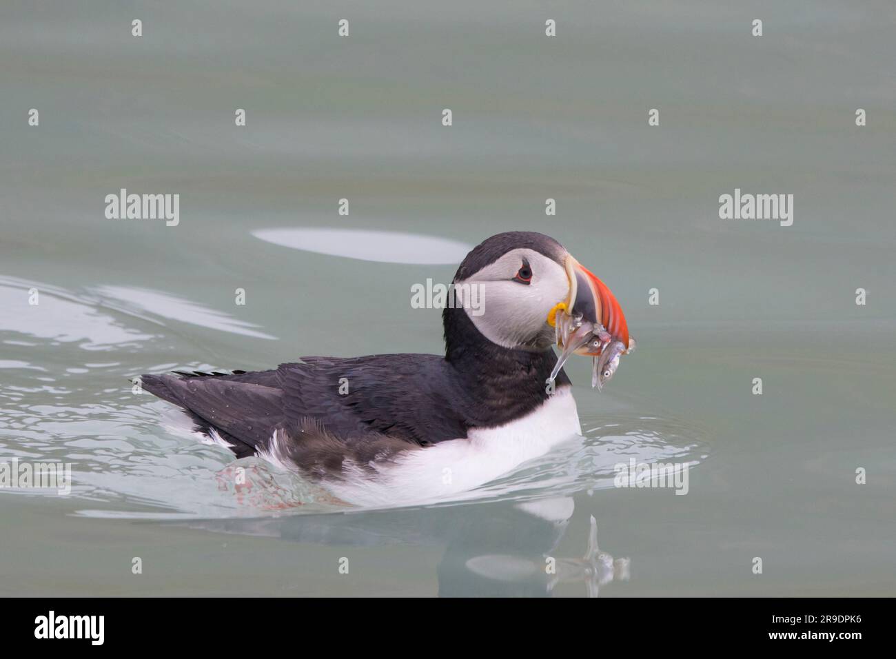 Auk bird hi-res stock photography and images - Alamy, image size:1300x956