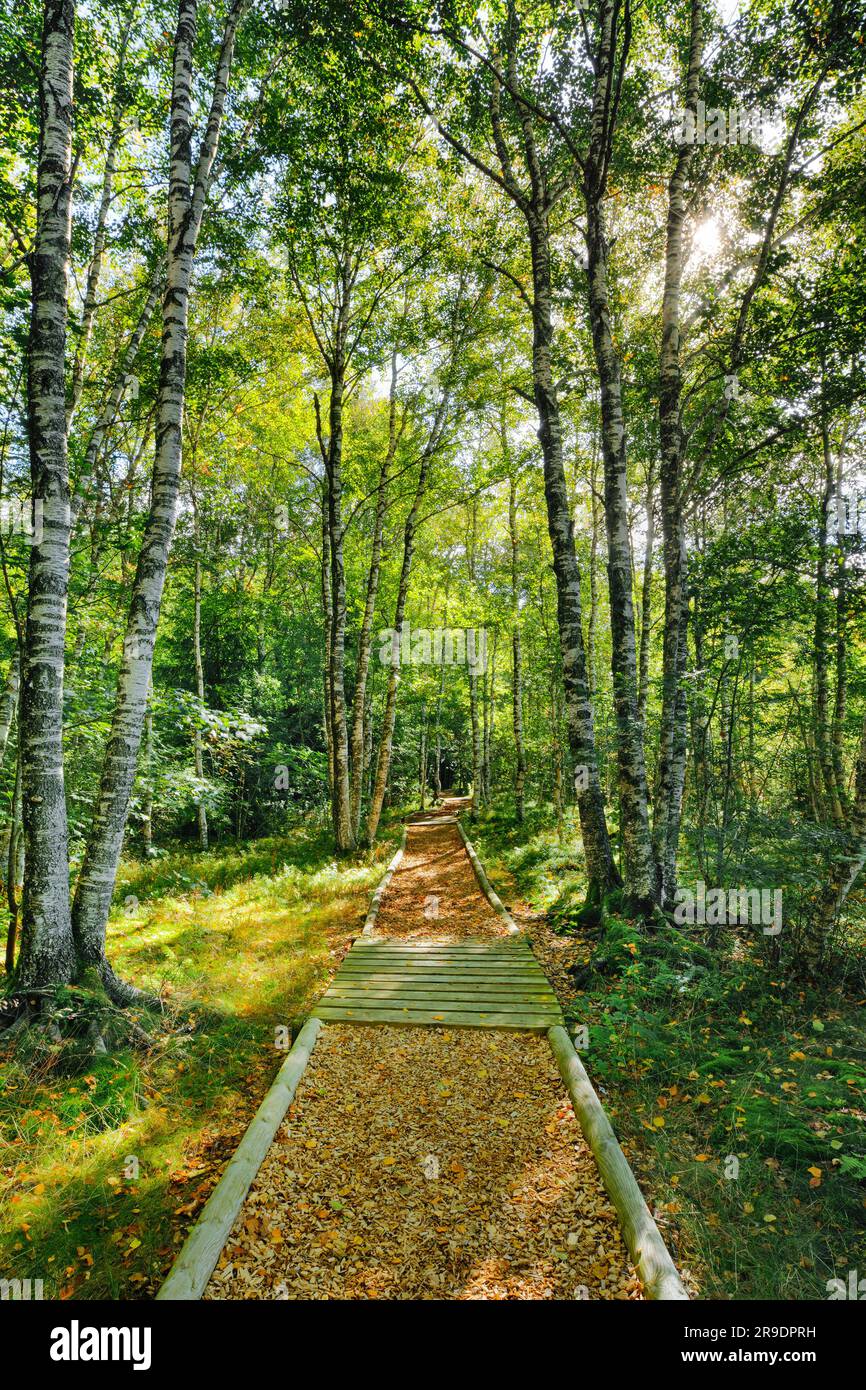 Forest path in a birch forest near Les Ponts-de-Martel in the canton of Neuchatel, Switzerland Stock Photo
