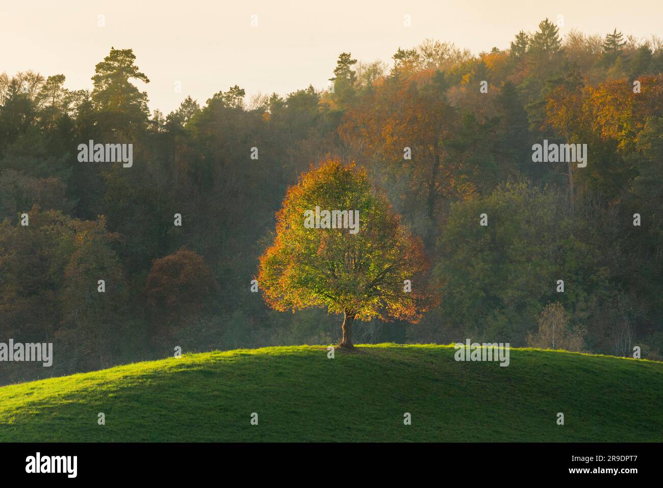 Single lime tree (Tilia sp.) on a hilltop in autumn near Oetwil am See in the Zurich Oberland, Switzerland Stock Photo