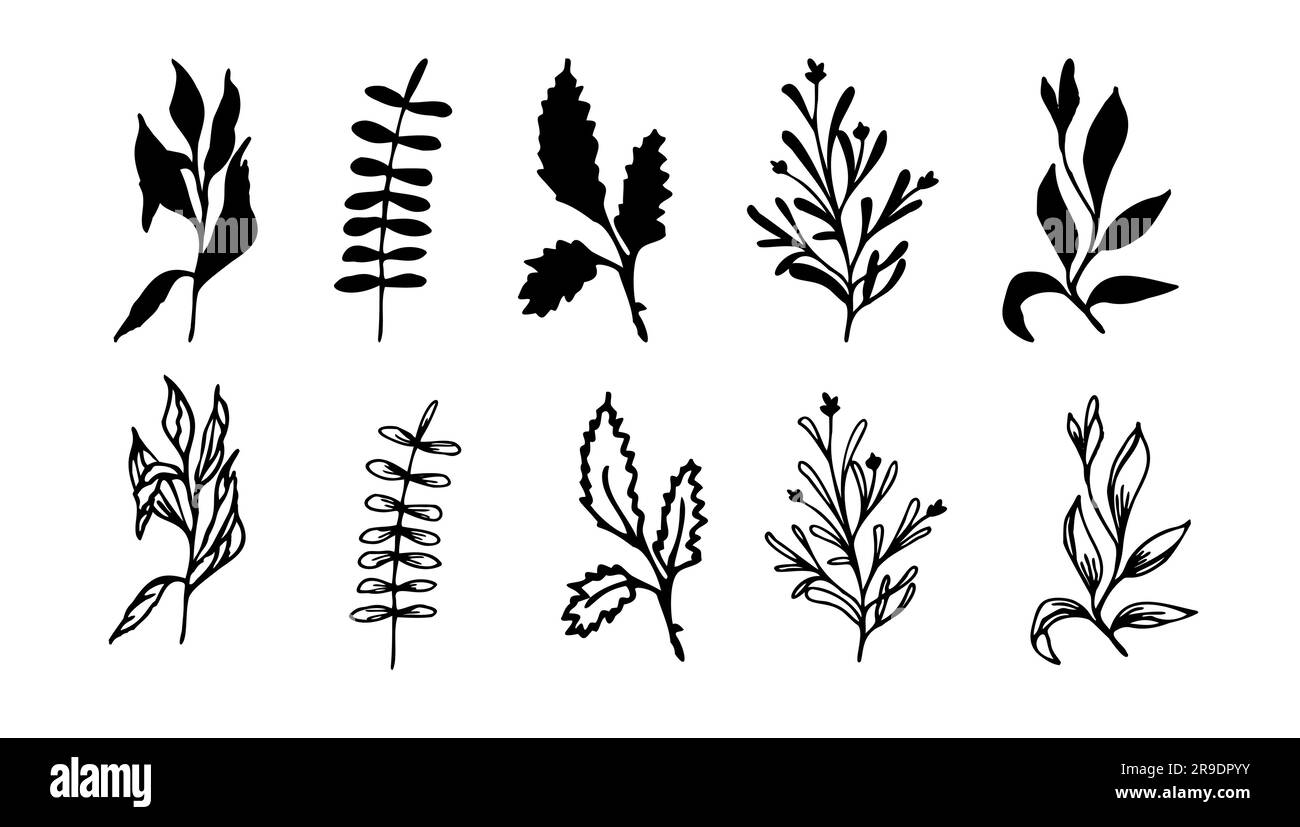 Greenery hand drwan elements for design Stock Vector Image & Art - Alamy