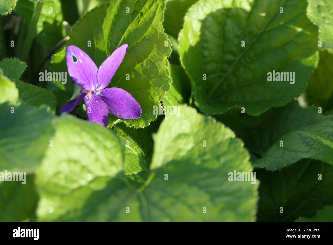 A close up of the Flower and leaves of Viola labradorica (Native Violet