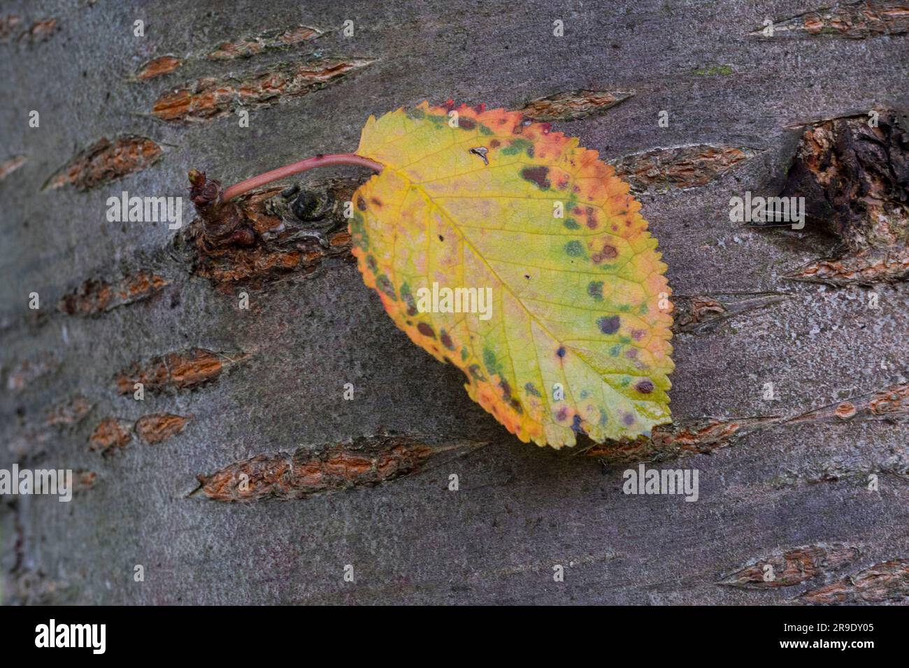 Gean, Mazzard, Wild Cherry (Prunus avium). Autumn-coloured leaf on bark. Germany Stock Photo