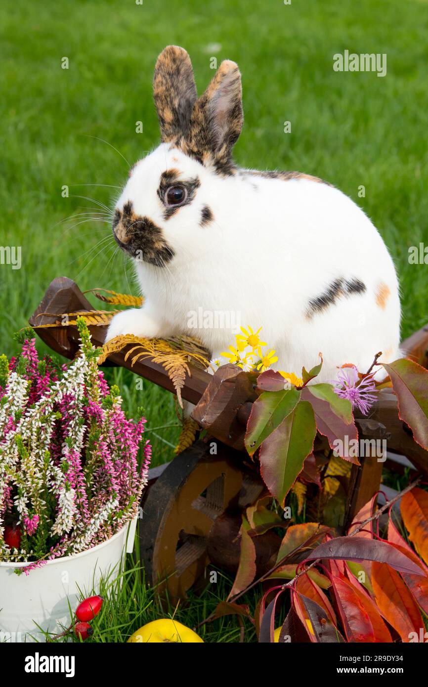 Domestic rabbit. Tricolour dwarf rabbit in autumn decoration Stock ...