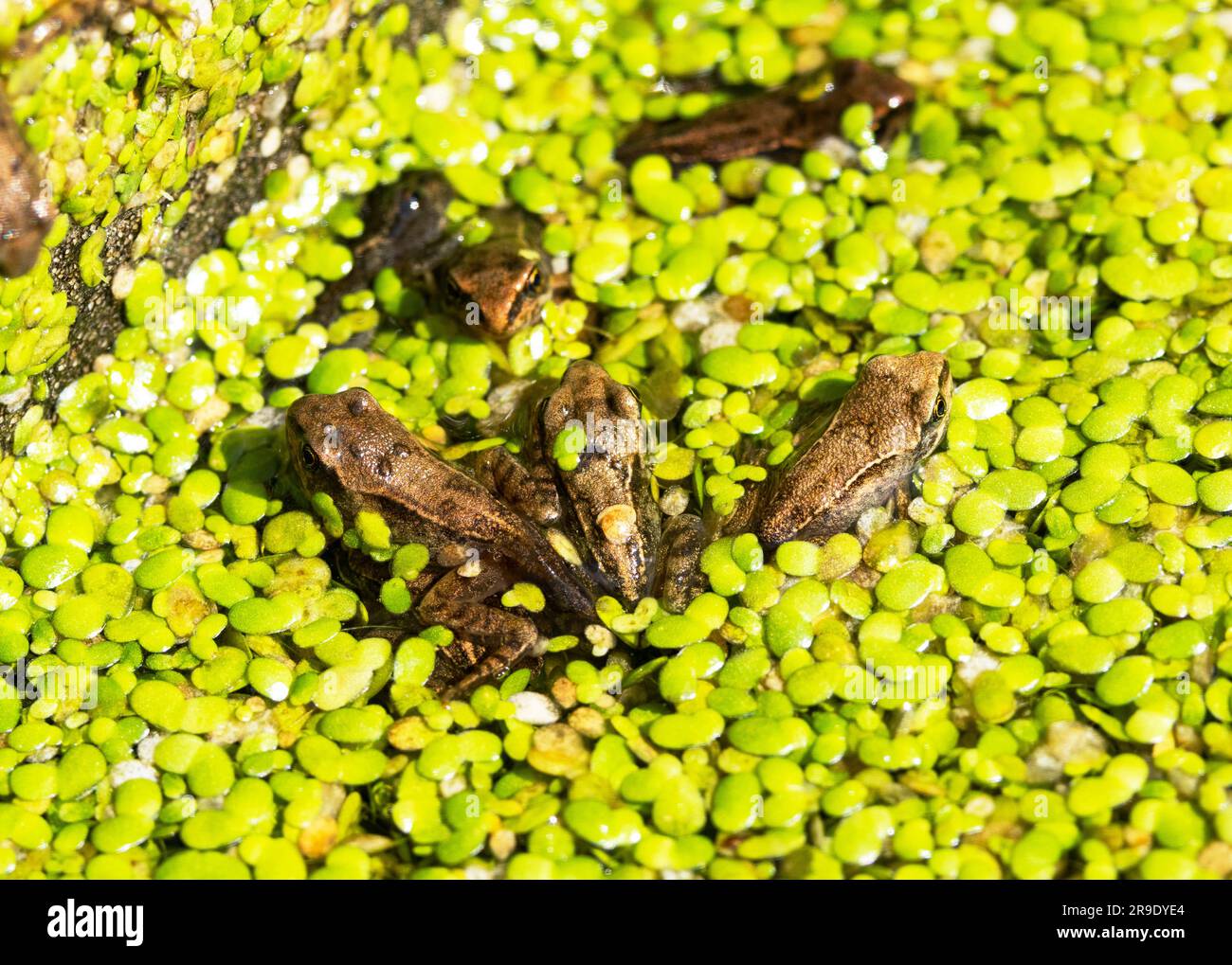 At the end of spring tiny froglets start to emerge from ponds. They have completed the process of metamorphosis and can now breath through their skin. Stock Photo